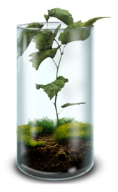 A young plant growing in a glass cylinder